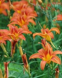 Hemerocallis fulva (Daylily)