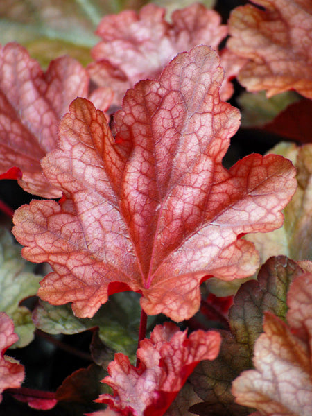 Perennial Farm Marketplace Heuchera americana - Thumbnail 5