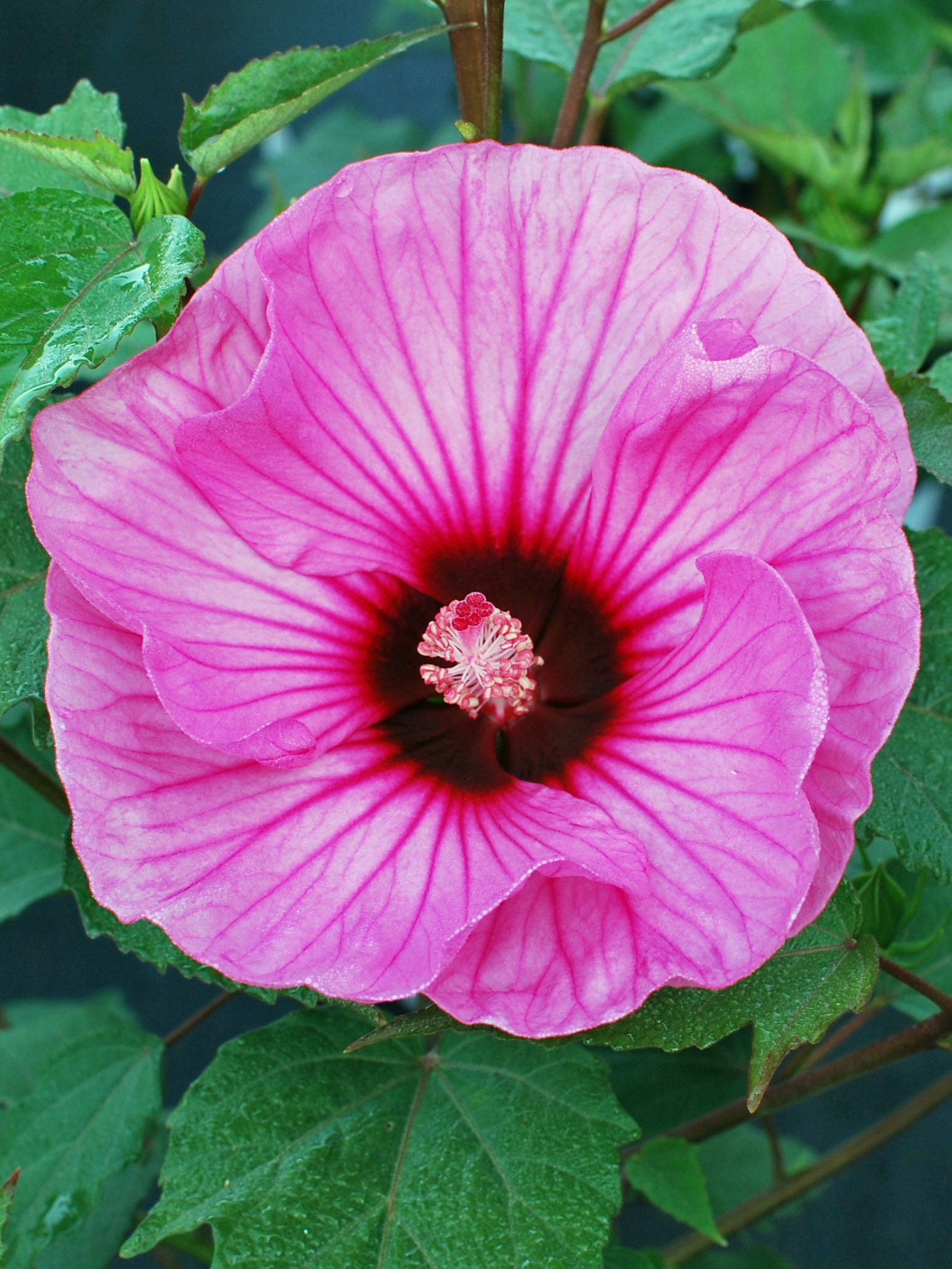 Hibiscus Summerific® 'Candy Crush' (Hardy Hibiscus) – Perennial