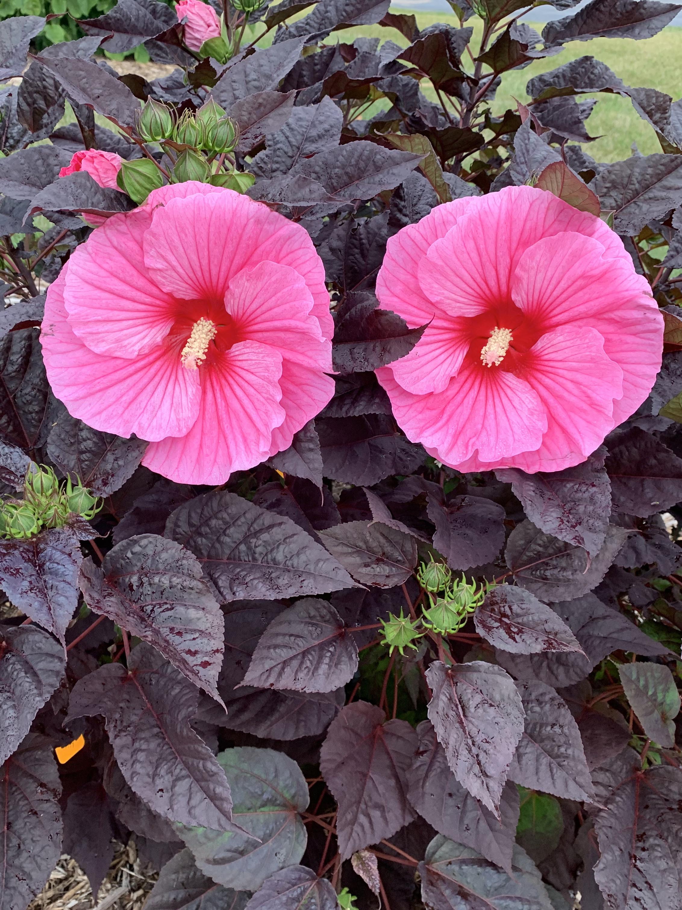 Hibiscus Summerific® 'Edge of Night' (Hardy Hibiscus) – Perennial