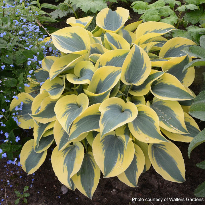 Hosta x Shadowland® 'Autumn Frost' (Plantain Lily)