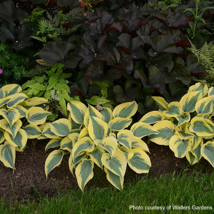 Hosta x Shadowland® 'Autumn Frost' (Plantain Lily)