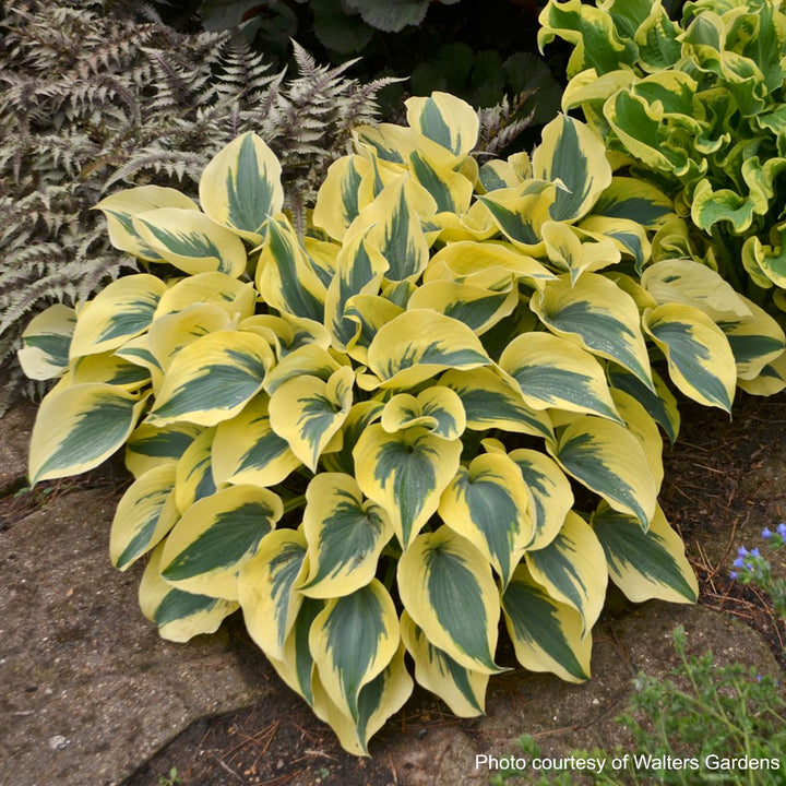 Hosta x Shadowland® 'Autumn Frost' (Plantain Lily)