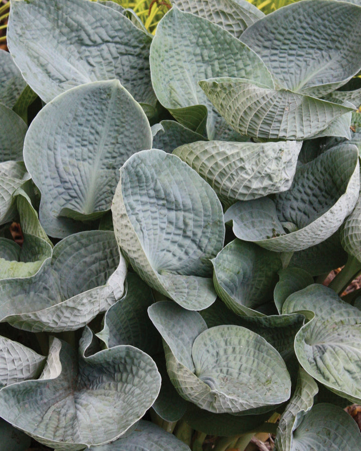 Hosta x 'Big Daddy' (Plantain Lily)