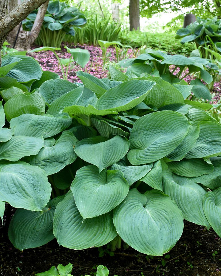 Hosta x 'Big Daddy' (Plantain Lily)