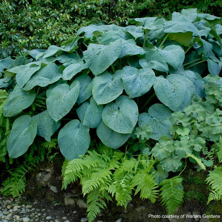Hosta x 'Blue Angel' (Plantain Lily)