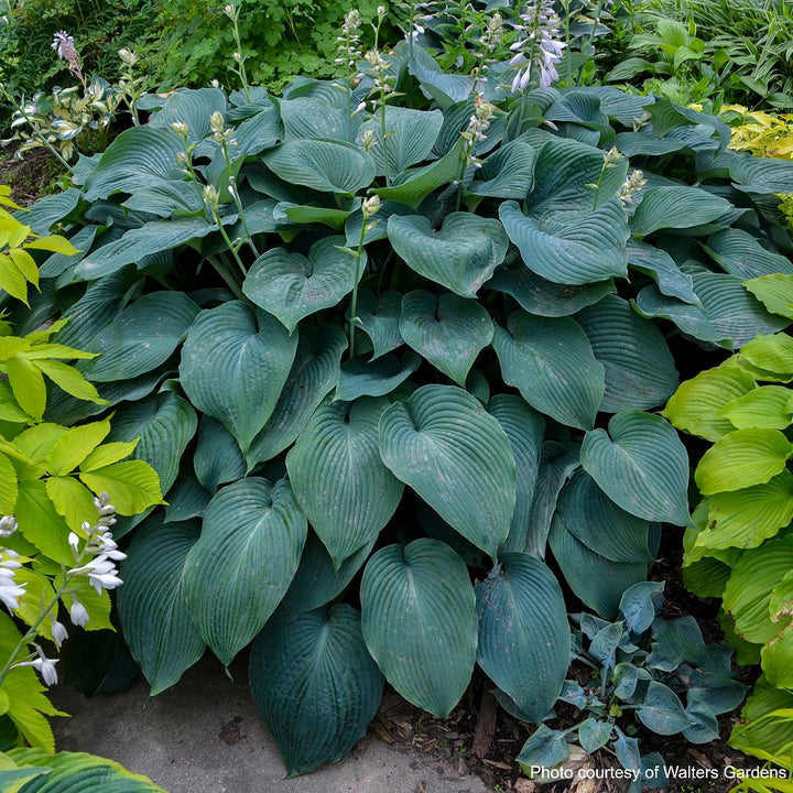 Hosta x 'Blue Angel' (Plantain Lily)