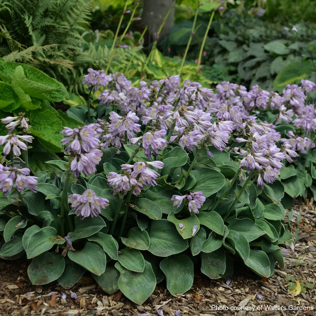 Hosta x 'Blue Mouse Ears' (Plantain Lily)