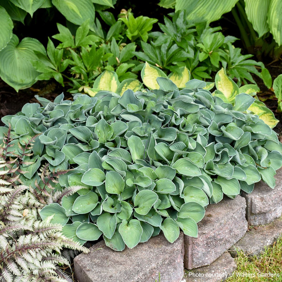 Hosta x 'Blue Mouse Ears' (Plantain Lily)