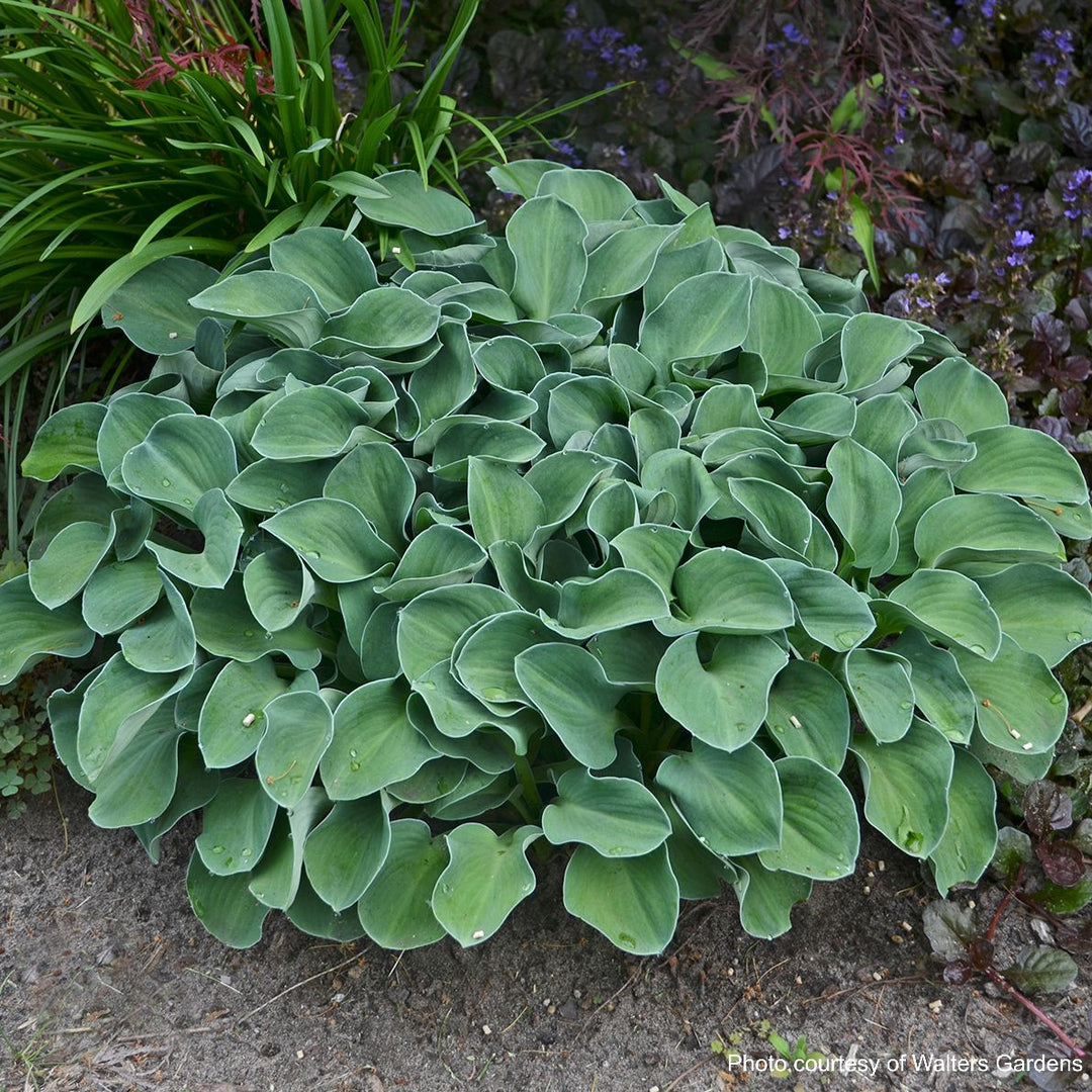 Hosta x 'Blue Mouse Ears' (Plantain Lily)