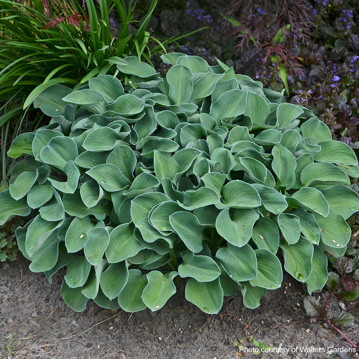 Hosta x 'Blue Mouse Ears' (Plantain Lily)