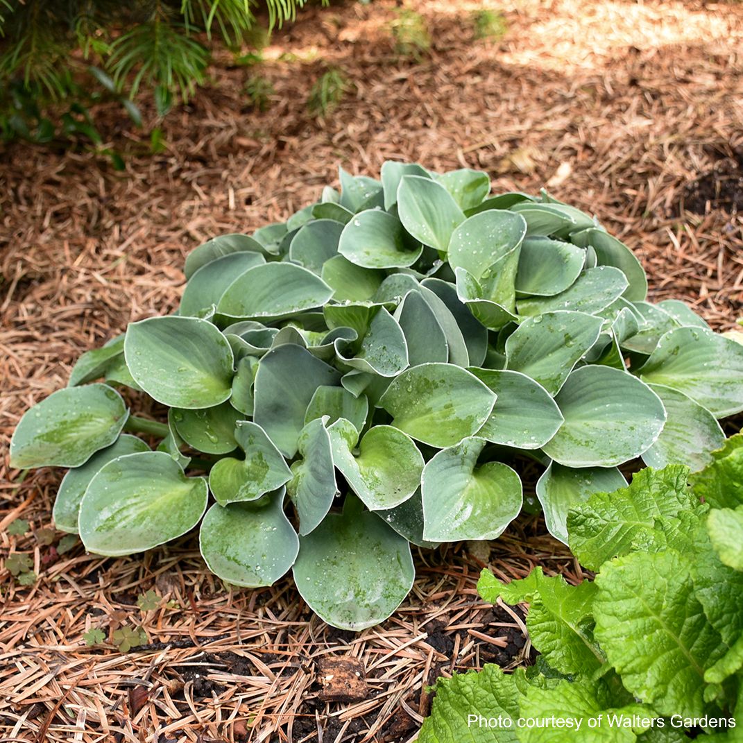 Hosta x 'Blue Mouse Ears' (Plantain Lily)