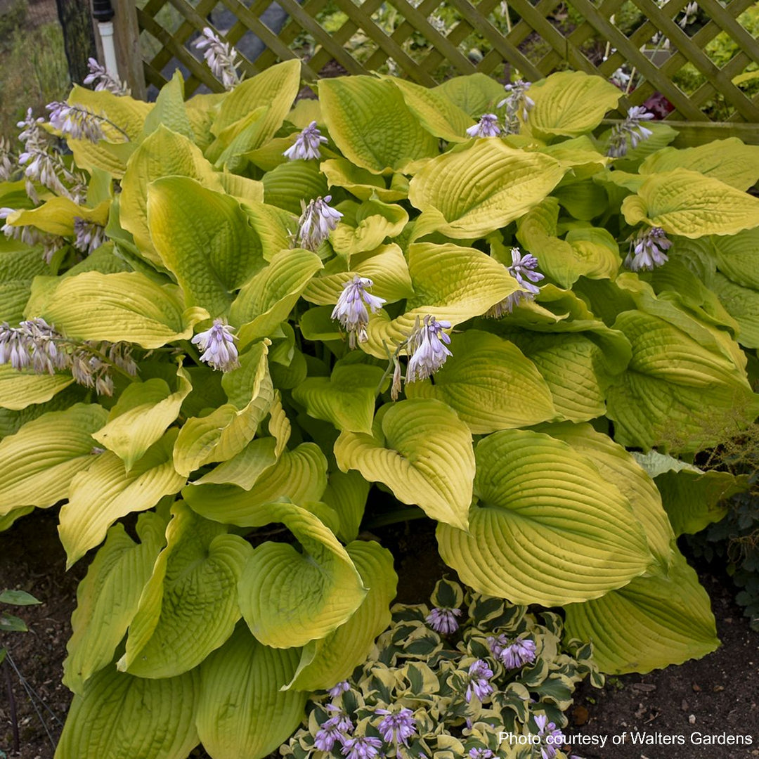 Hosta x Shadowland® 'Coast to Coast' (Plantain Lily)