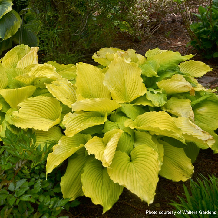 Hosta x Shadowland® 'Coast to Coast' (Plantain Lily)