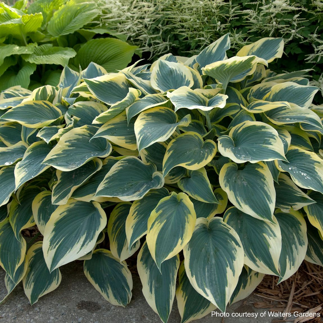 Hosta x 'First Frost' (Plantain Lily)