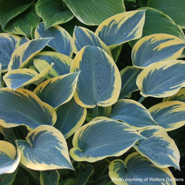 Hosta x 'First Frost' (Plantain Lily)