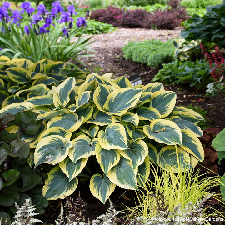 Hosta x 'First Frost' (Plantain Lily)