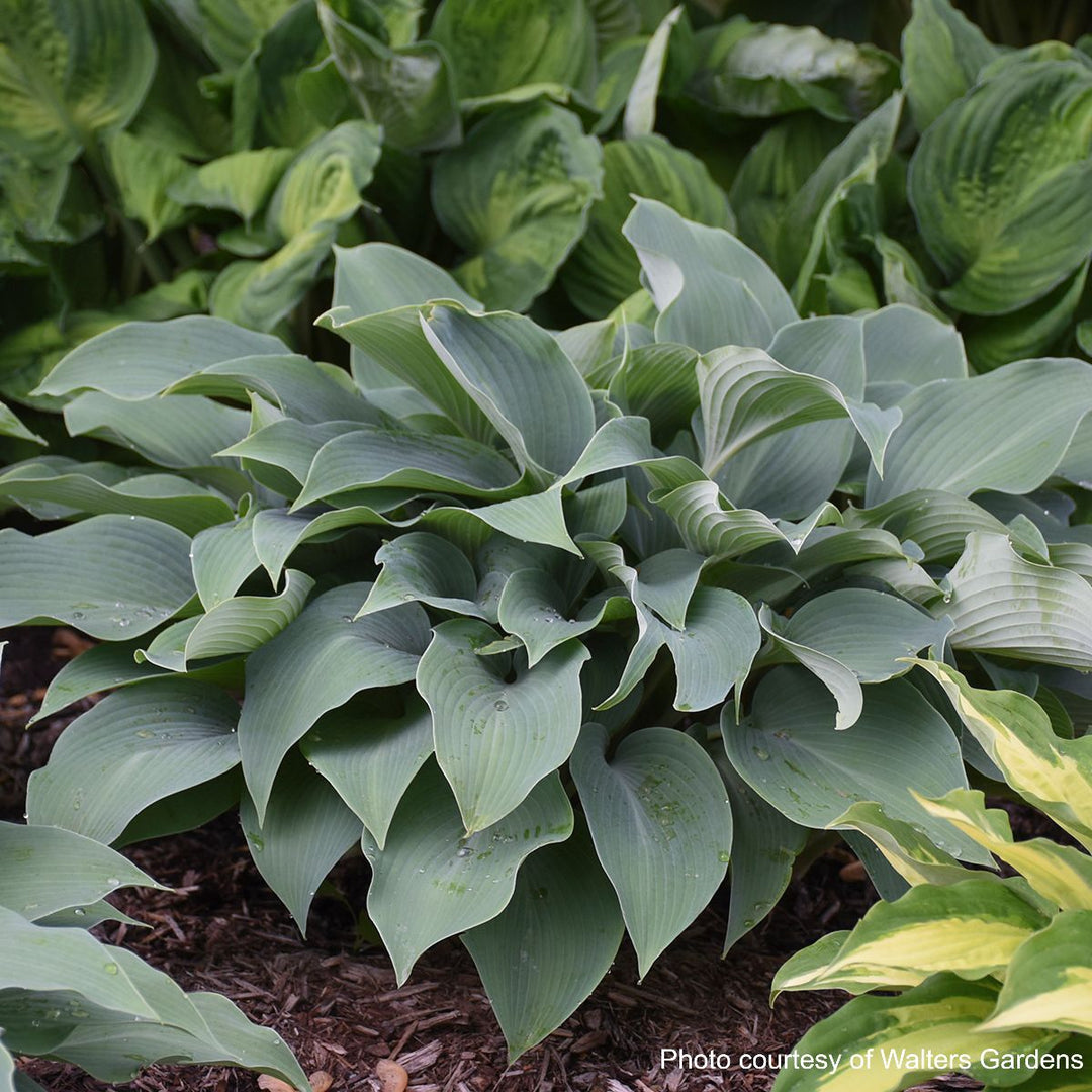 Hosta x 'Halcyon' (Plantain Lily)