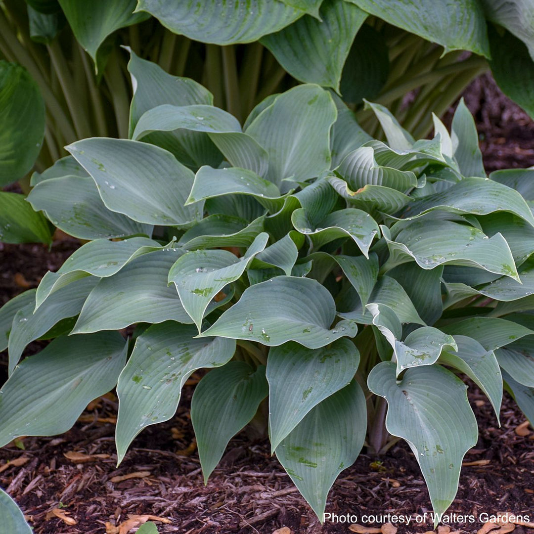Hosta x 'Halcyon' (Plantain Lily)