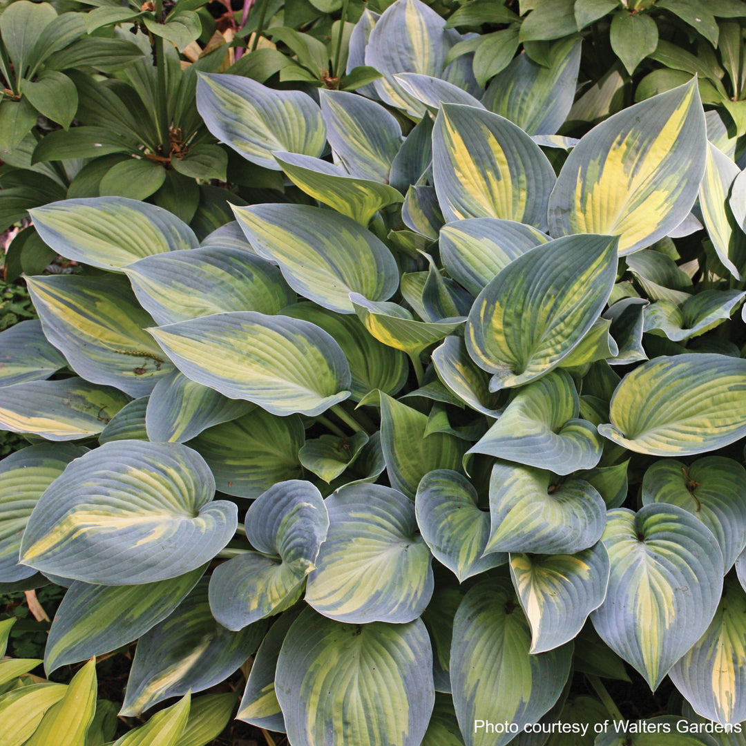 Hosta x 'June' (Plantain Lily)