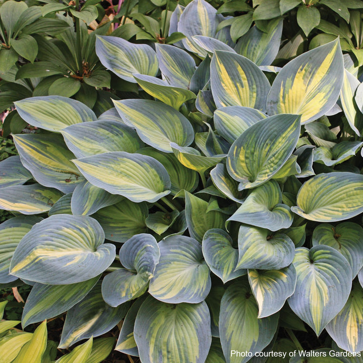 Hosta x 'June' (Plantain Lily)