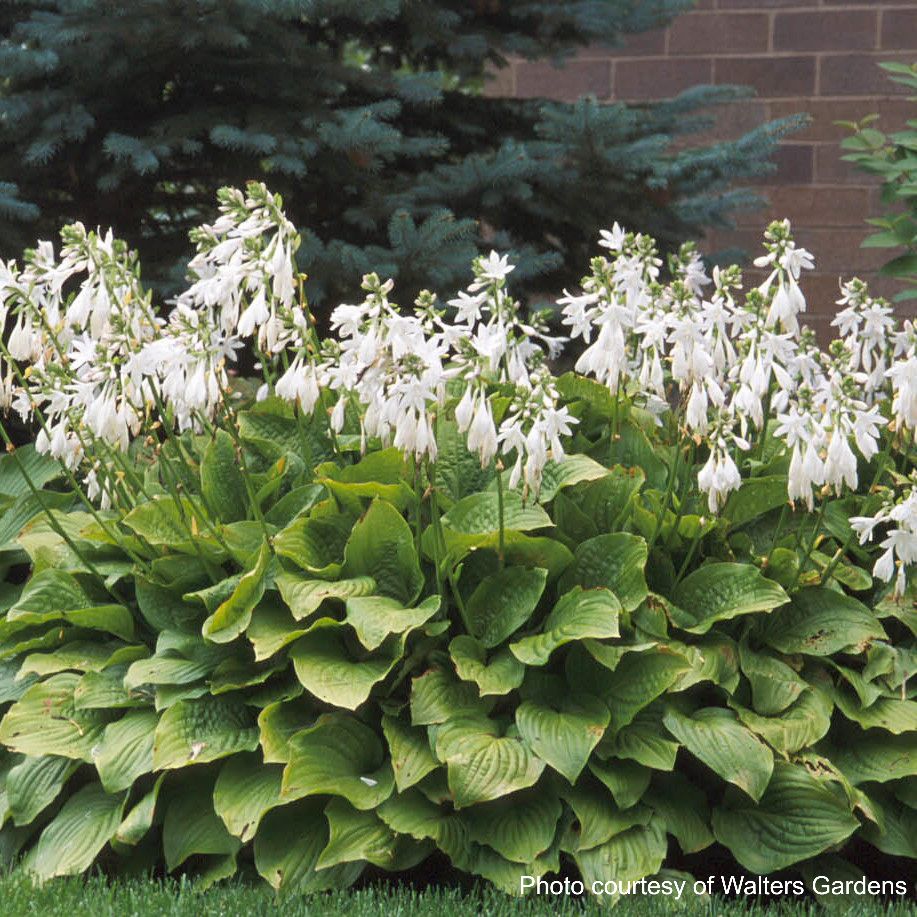 Hosta x 'Royal Standard' (Plantain Lily)