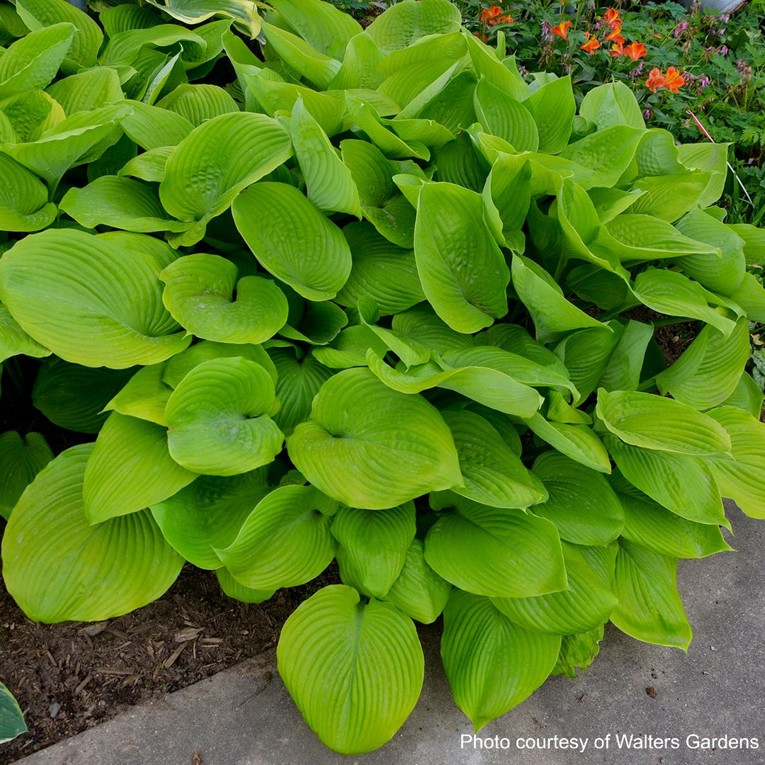 Hosta x 'Sum and Substance' (Plantain Lily)