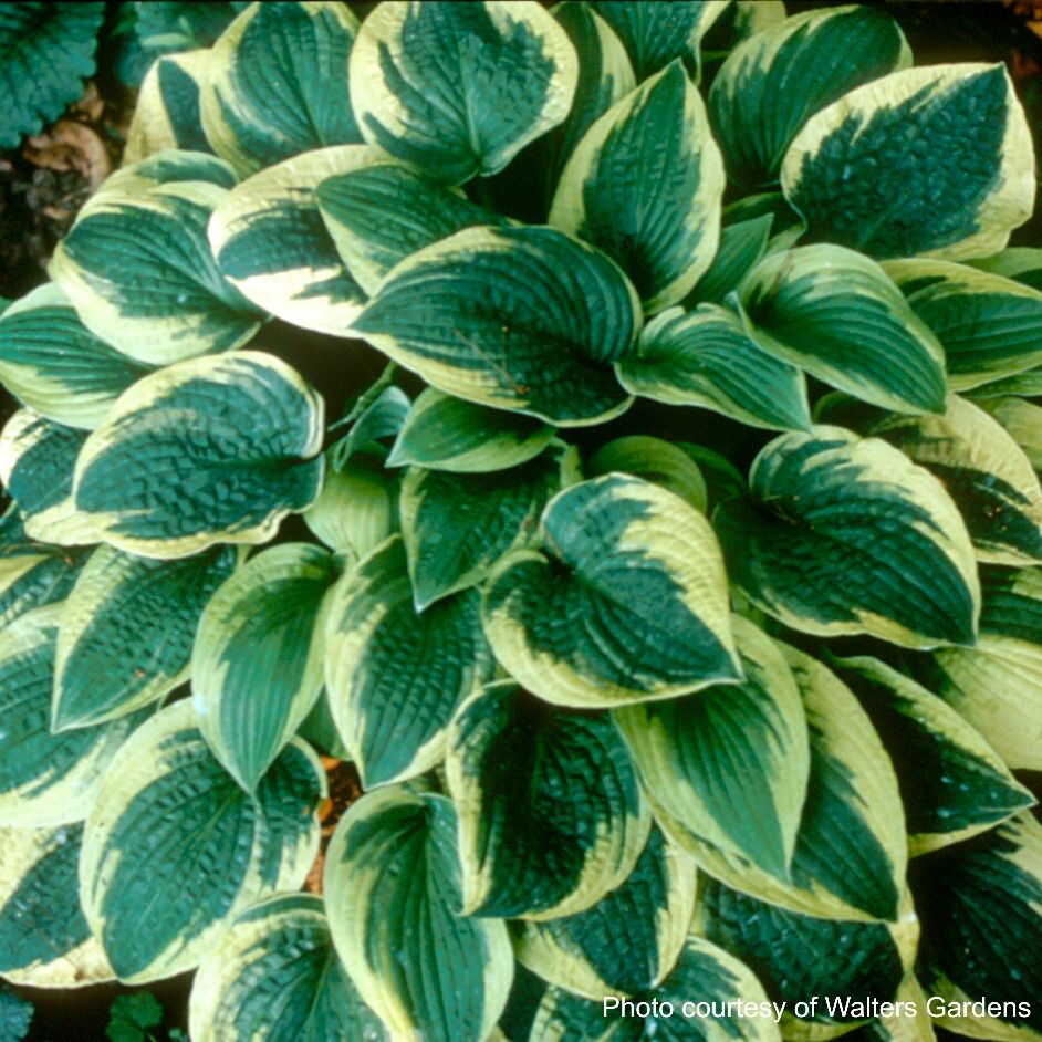 Hosta x 'Wide Brim' (Plantain Lily)