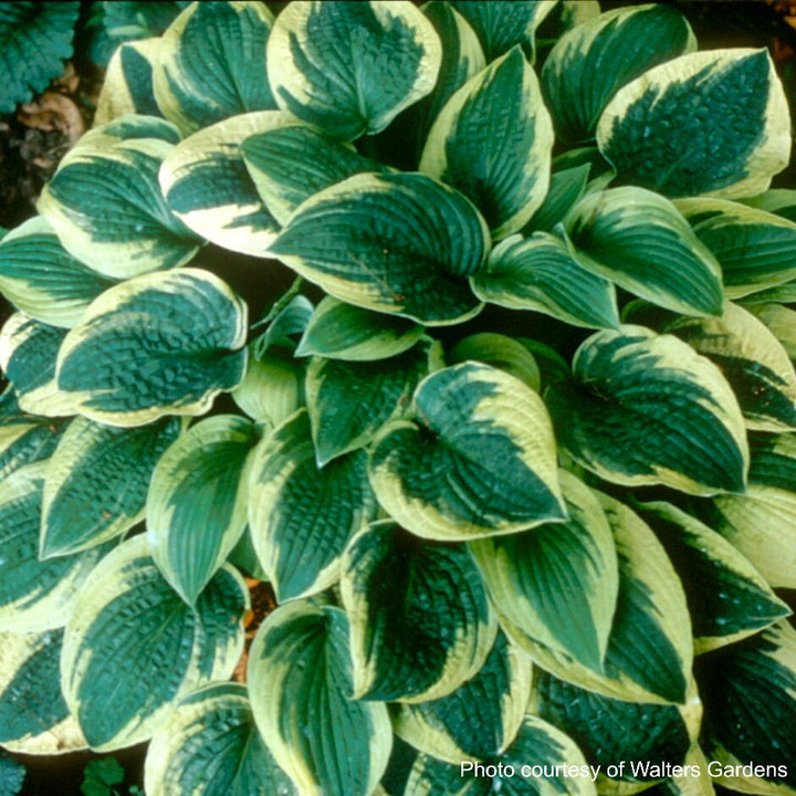Hosta x 'Wide Brim' (Plantain Lily)