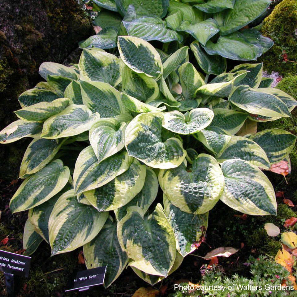 Hosta x 'Wide Brim' (Plantain Lily)