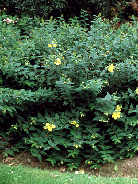 Hypericum patulum 'Hidcote' (St. John's Wort)