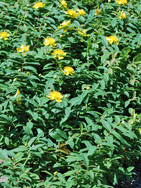 Hypericum calycinum (St. John's Wort)