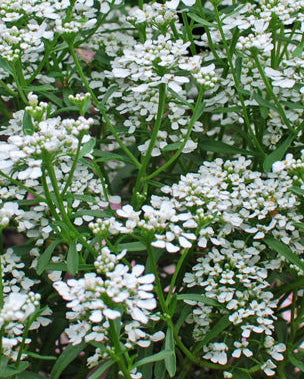 Iberis sempervirens 'Snow Flurries' (Candytuft)