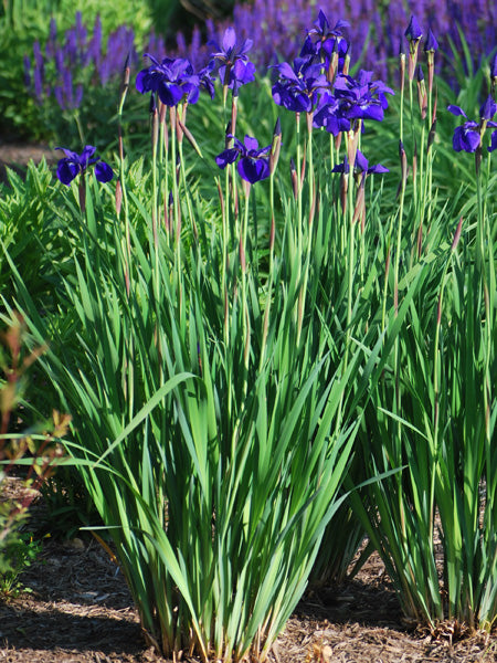 Iris sibirica 'Caesar's Brother' (Siberian Iris)