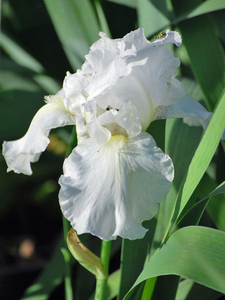 Iris germanica 'Immortality' (Tall Bearded Iris)