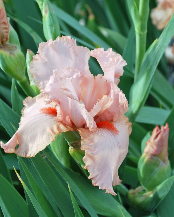 Iris g. 'Peggy Sue' (German Iris)