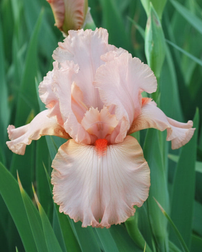 Iris g. 'Peggy Sue' (German Iris)
