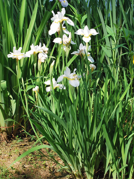 Iris sibirica 'Snow Queen' (Siberian Iris)