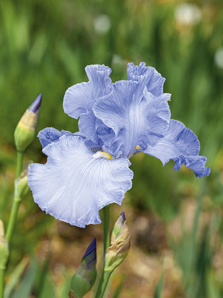 Iris g. 'Sea of Love' (German Iris)