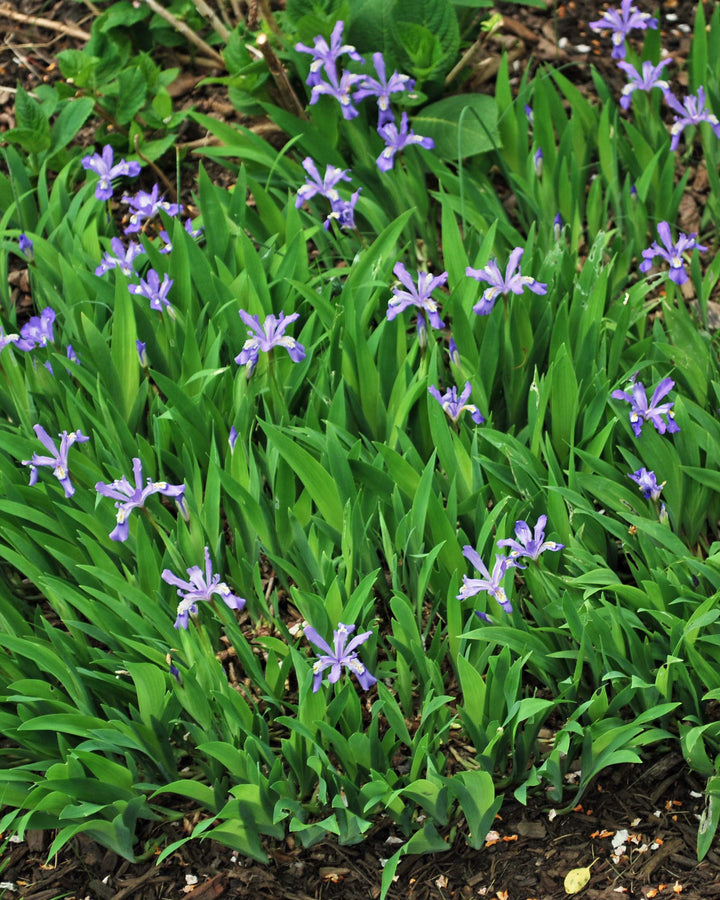 Iris cristata (Dwarf Crested Iris)