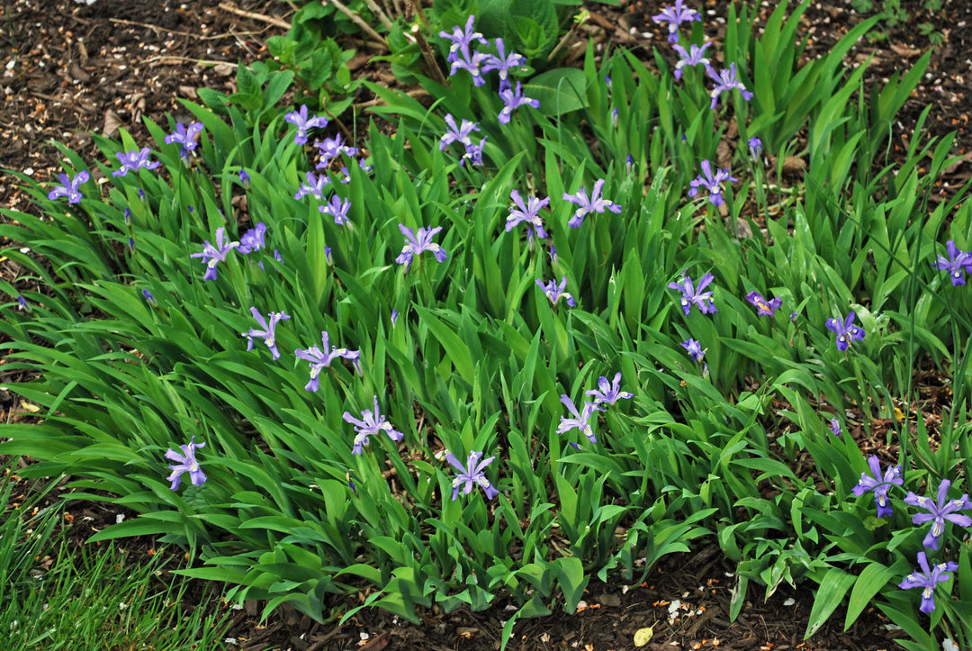 Iris cristata (Dwarf Crested Iris)