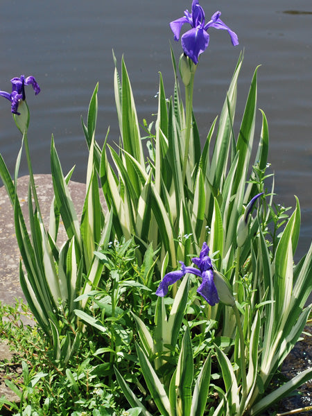 Iris ensata 'Variegata' (Variegated Japanese Iris)