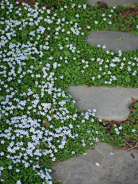 Isotoma fluviatilis (Blue Star Creeper)