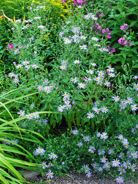False Aster Kalimeris incisa 'Blue Star' (False Aster) – Perennial Farm Marketplace
