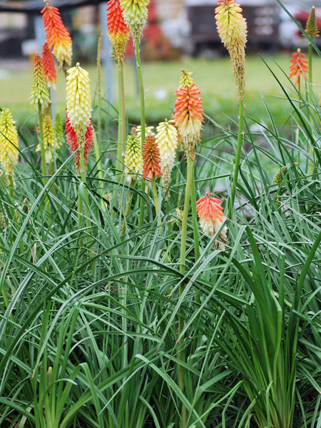 Kniphofia uvaria 'Flamenco' (Red Hot Poker)
