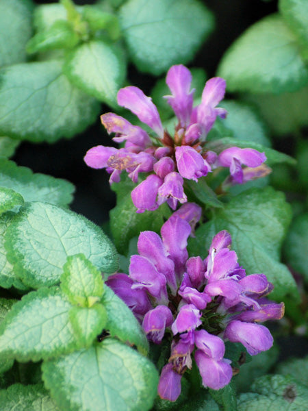 Lamium maculatum 'Beacon Silver' (Dead Nettle)