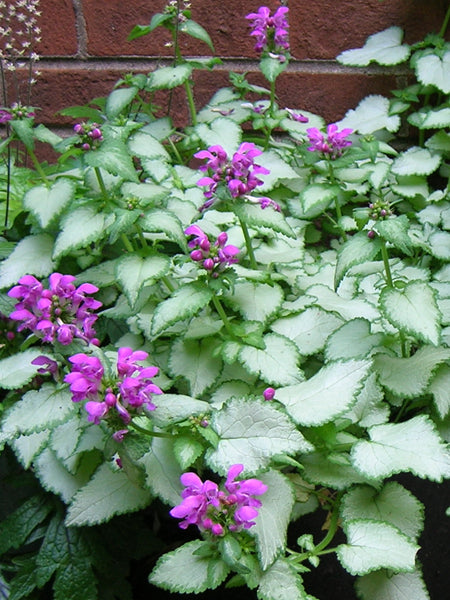 Lamium maculatum 'Purple Dragon' (Dead Nettle)