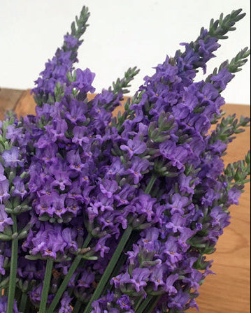Lavandula x intermedia Sensational!® (Lavender)