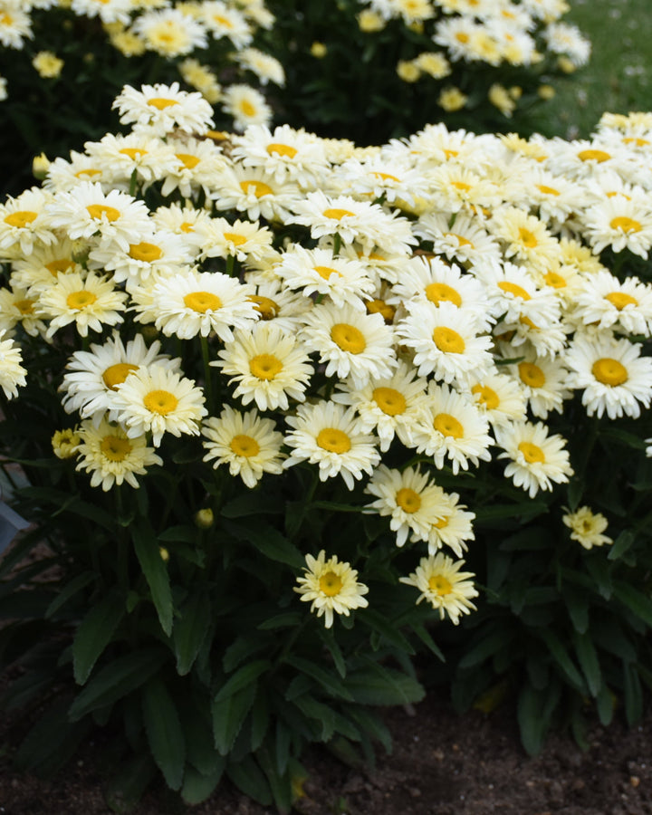Leucanthemum Amazing Daisies® 'Banana Cream II' (Shasta Daisy)
