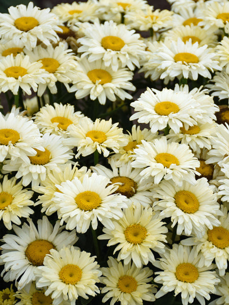 Leucanthemum Amazing Daisies® 'Banana Cream II' (Shasta Daisy)